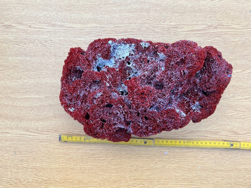 Coral Natural Marino Pecera Excelente Rojo Gigante 40cn !!!