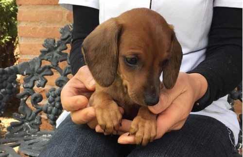 Perritos Salchichas Dachshund Mini