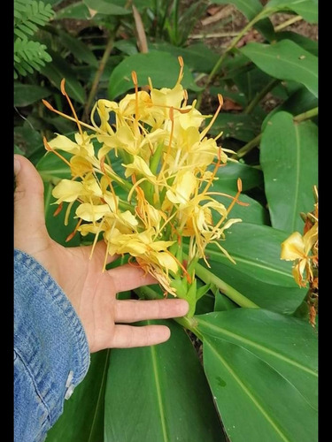Bulbos De Hedychium Color Amarillo(mariposa Amarilla) 