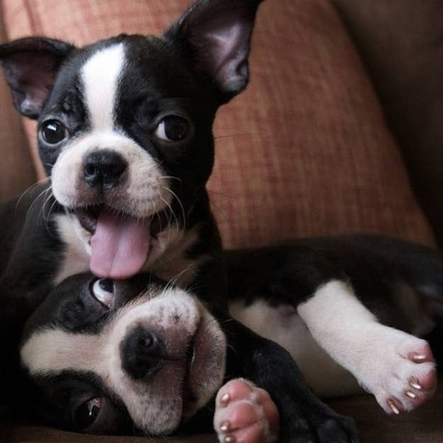 Boston Terrier Cachorro Amigable Compañero De Aventuras 