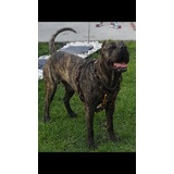 Excelentes Cachorros Presa Canario  Disponible Hembra Y Mach