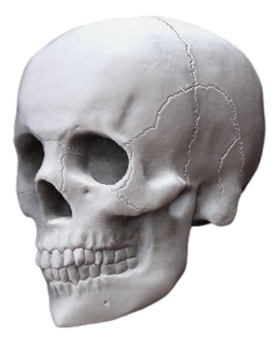 Cráneo 3d Anatomía Tamaño Real 