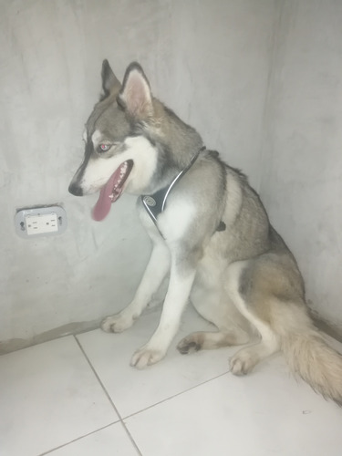 Se Vende Hodgkin Siberiano Hembra 1 Año Y 4 Meses Es Hermosa