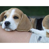 Cachorros Beagle Con Registro Begle Puppy Perros Can Pet