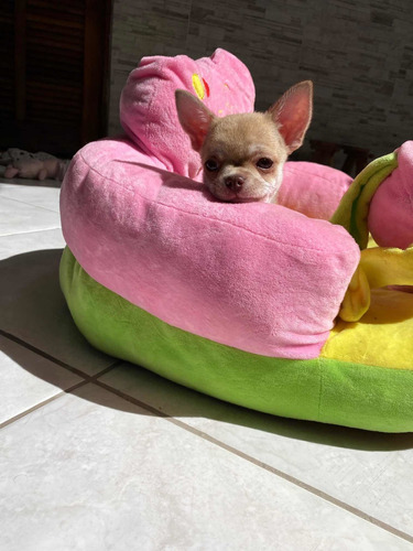 Chihuahua Filhote Princesa Pequena Joia Luxo Pet Estimação