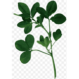 Heno Alfalfa Orgánica (10kilos) Calidad Premium