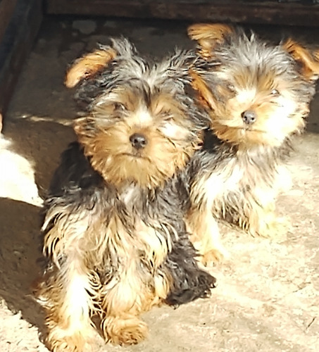 Cachorros Yorkshire Terrier Padres Inscritos 