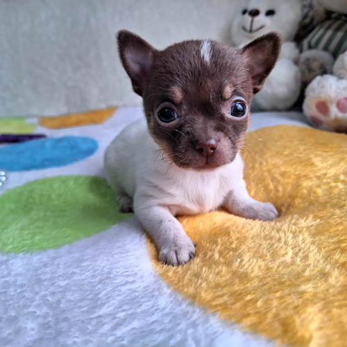 Chihuahuas Puras Bellezas 