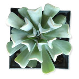 Echeveria Runyonii Pack 30 Pzas Envio Gratis