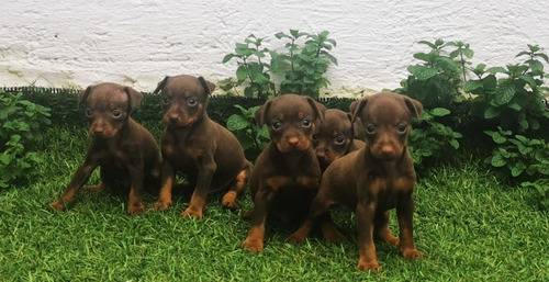 Pinscher  Miniaturas Sepia  O Chocolate 