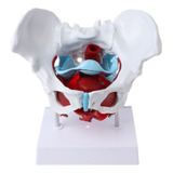 Modelo De Músculo Pélvico De La Pelvis Femenina, Útero, Ovar