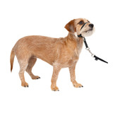 Collar De Cabeza Petsafe Gentle Leader No-pull Para Perro Ne