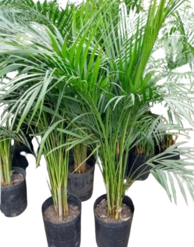 Palmera Areca 7lt - Planta De Interior