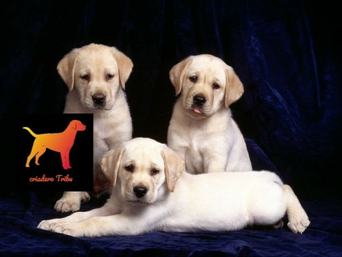 Cachorros Labrador Puros Y Hermosos - Criadero Tribu