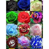 Semilla Mix Rosas Colores Varios