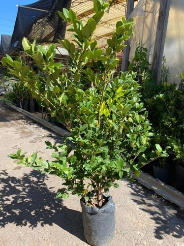 Olea Texana Plantas Para Cerco Perimetral Puerto Jardin