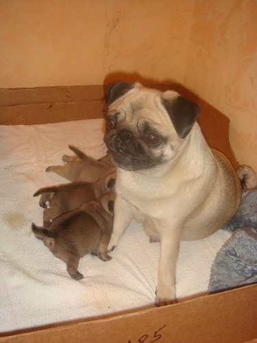 Mayestático Pug Padres Importados Pedigri Garantía 26