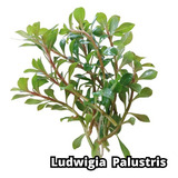Ludwigia Palustris Planta Natural Ramo  Aquario Plantado