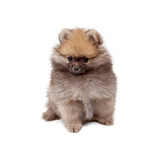 Pomerania Cachorrito Dog Disponible Puppy Dogs Cachorro