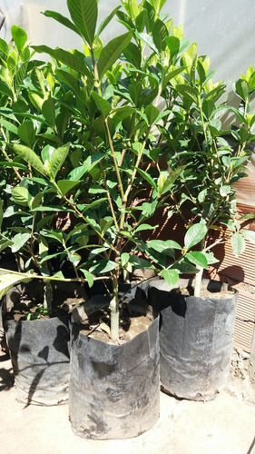 Jazmín Del Cabo Injertado Gardenia Jasminoide Envase 10 Lts