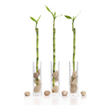 10 Bambús De La Suerte De 32cm  (dracena Sanderiana)