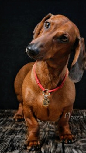 Salchicha O Dachshund Puros  De Exposicion Colores Varios