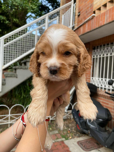 Cachorro Cocker Spaniel Macho