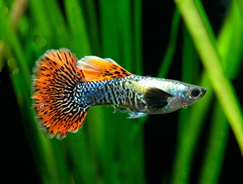 Pct. C/ 5 Casais Peixes Lebiste Red Dragon-água Doce-aquário