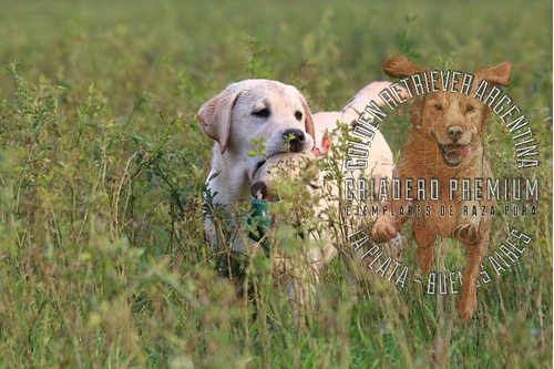 Cachorros Labrador Beige Y Dorados, 100% Premium Campestre