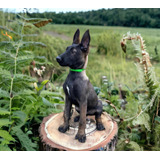 Pastor Belga Malinois Cachorros