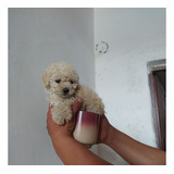 Cachorros Frech Poodle