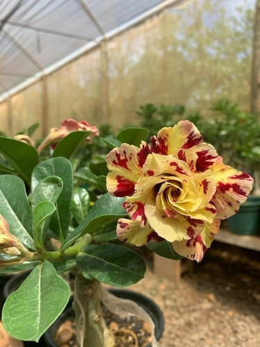  Adenium Rosa Del Desierto Bisonte