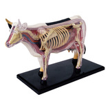Anatomía De Órganos Animales, Modelo 4d, Inteligencia De Vac