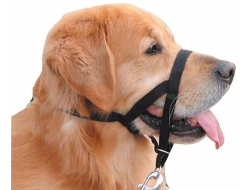 Halti + Link De Seguridad + Correa + Collar + Manual. Perro