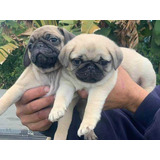 Bonitos Pug Cachorros.