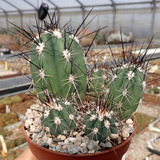 Semillas Cactus - Stetsonia Coryne