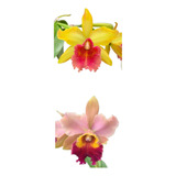 Orquídea Cattleya Laranja Muda (3123)