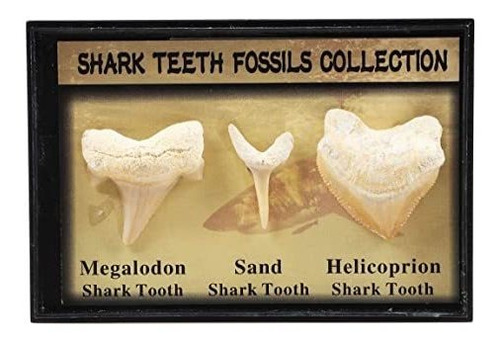 Conjunto De 3 Auténtico Fósil Prehistórico Dientes De Tiburó
