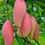 Mango Pink Princess Tailandes - Injertos De Un Año Raro Frut