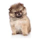 Dog Pomerania Disponible Cachorro Pomeranie Puppy 