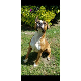 Imponente Macho American Staffordshire Terrier Entrenado