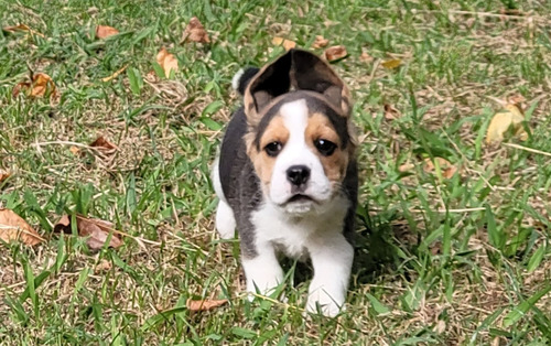 Beagle Hermosos Cachorros Con Fca