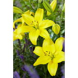 Pack 50 Bulbos De Lilium Amarillo 