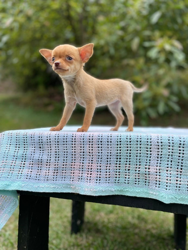 Cachorra Chihuahua Pura Raza Med, Bog Animal Pets Colombia 