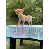 Cachorra Chihuahua Pura Raza Med, Bog Animal Pets Colombia 