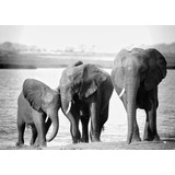 Vinilo Decorativo 60x90cm Elefante Elephant Wild M1