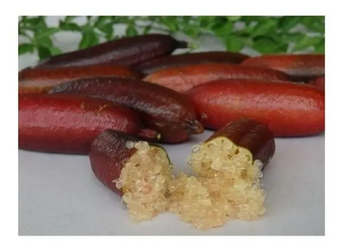 Finger Lime Limon Dedo Caviar Arbolito Cítrico Injertado