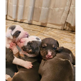 Pitbull Blue Tricolor Cachorros