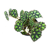 Planta Begonia Tigre Limón | Begonia Bowerae