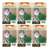 6x Sementes De Grama Dos Gatos (cat Grass) Topseed
